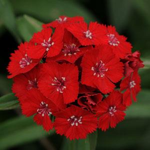 DIANTHUS SWEET CHERMESINO NR.1000 SEMI - Foto 2